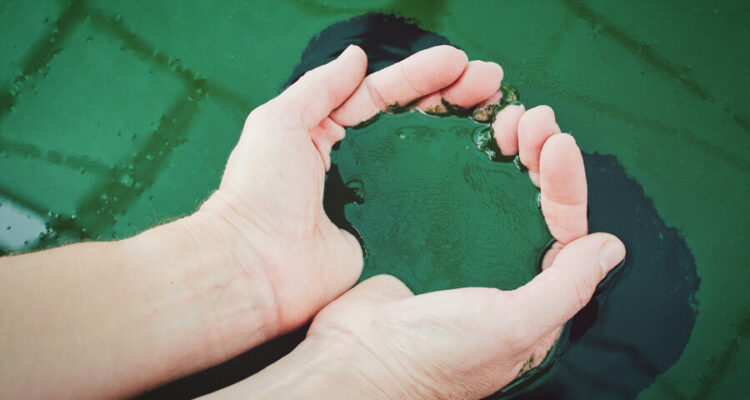 Lịch sử xuất hiện và phát triển của tảo xoắn Spirulina