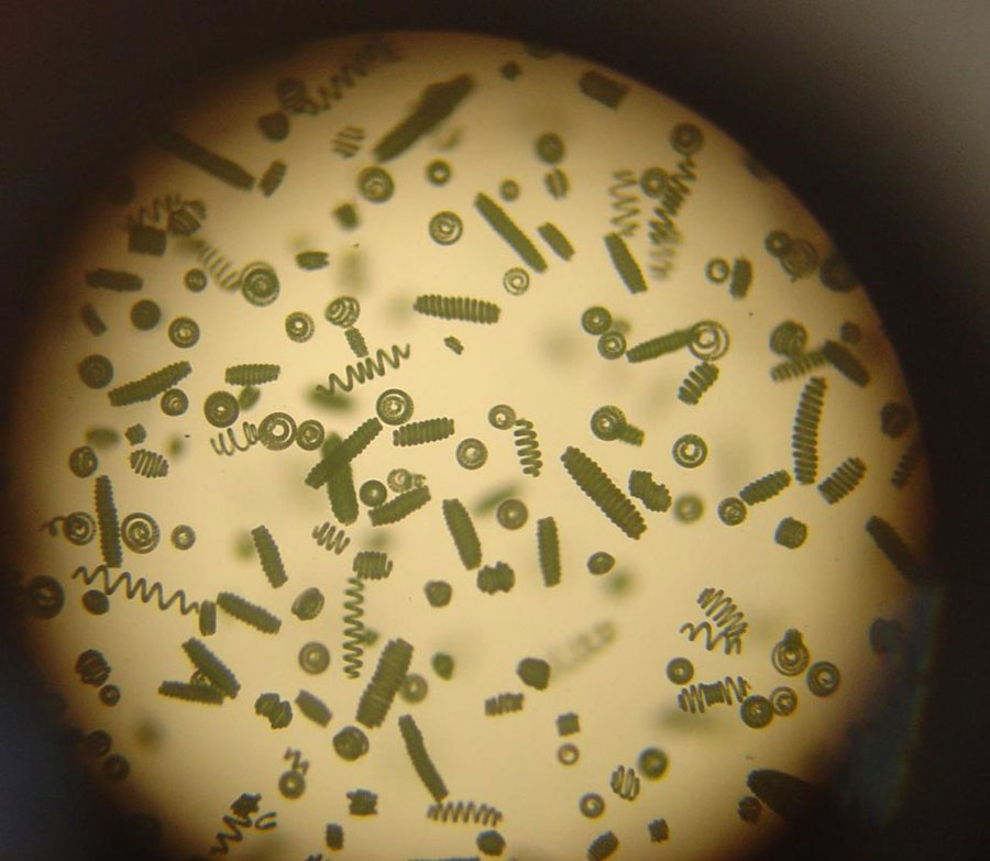 Tảo Spirulina khi quan sát dưới kính hiển vi ( Ảnh: Spirulineaquitaine )
