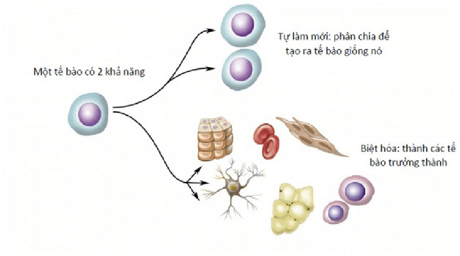Tế bào gốc từ Thực vật có nhiều điểm tương đồng với Tế bào gốc Người