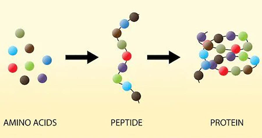 Cơ chế hoạt động của Peptide trên da