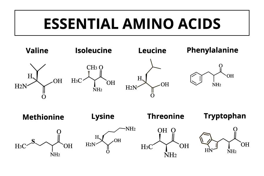 Axit amin thiết yếu là loại mà cơ thể không thể tự tổng hợp được