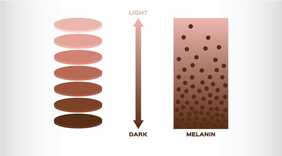 Hiểu đơn giản thì lượng Melanin càng nhiều, làn da bạn sẽ càng tối màu và ngược lại