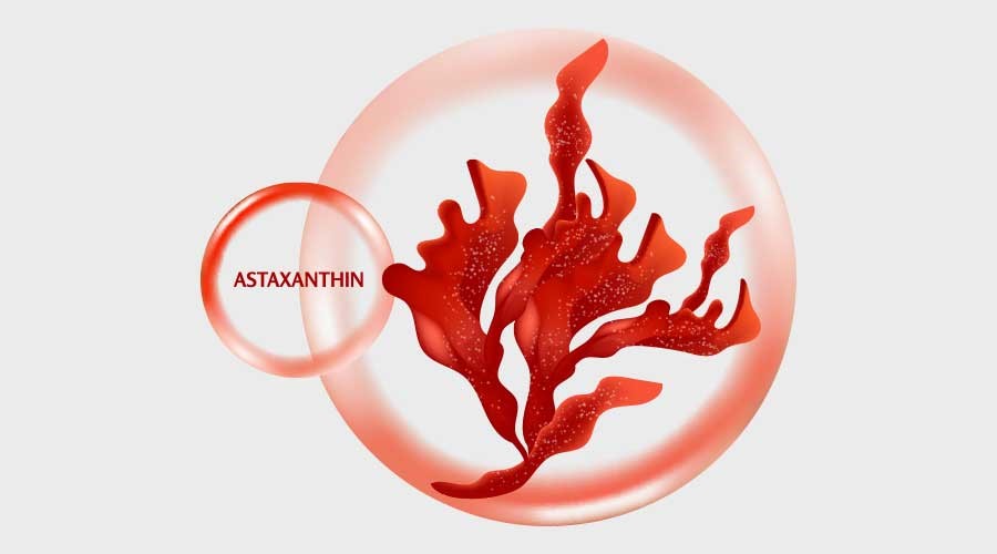 Astaxanthin có trong chiết xuất tảo đỏ được biết đến với công dụng đào thải gốc tự do, chống oxy hóa tuyệt vời