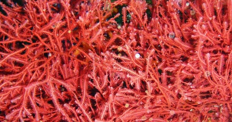 Astaxanthin - Thành phần chống oxy hóa có trong chiết xuất tảo đỏ