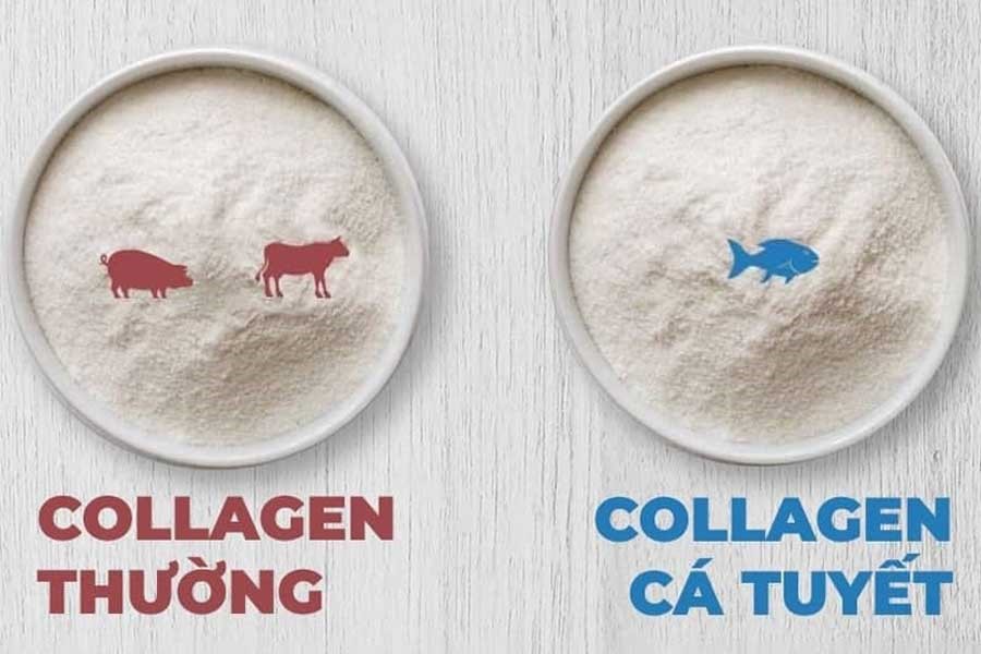 Collagen Peptide từ cá tuyết mang nhiều ưu điểm hơn so với các loại Collagen thông thường (Ảnh minh họa)