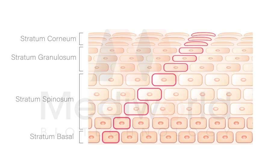 Làn da được bảo vệ bởi nhiều lớp, đặc biệt  là lớp sừng  ngoài cùng (Stratum Corneum)