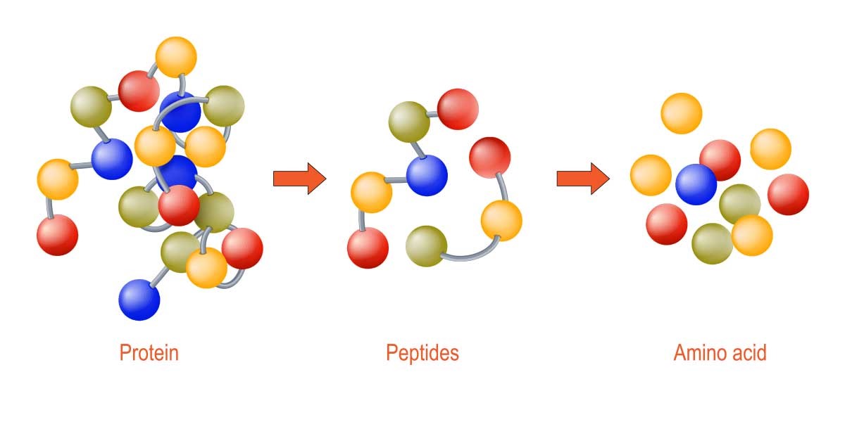 Peptide là chuỗi từ 2 đến 50 amino acid liên kết với nhau