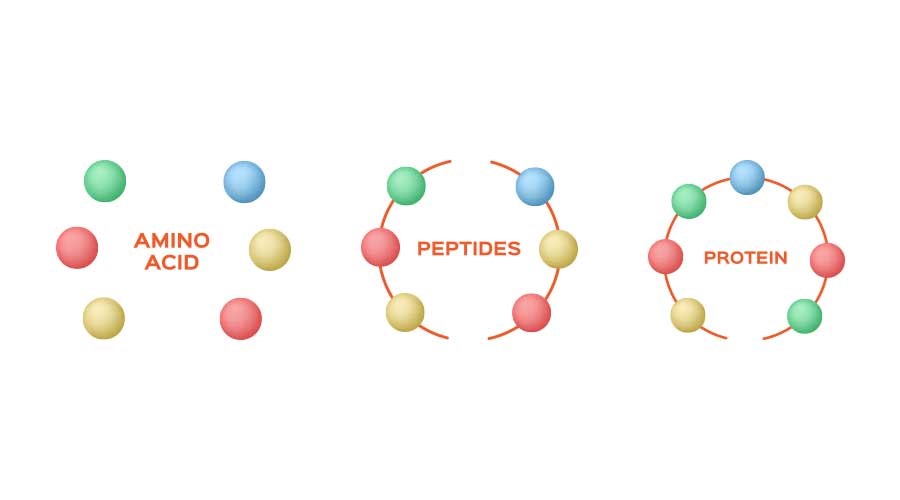 Peptide là một chuỗi gồm 2 hay nhiều amino acid được liên kết với nhau