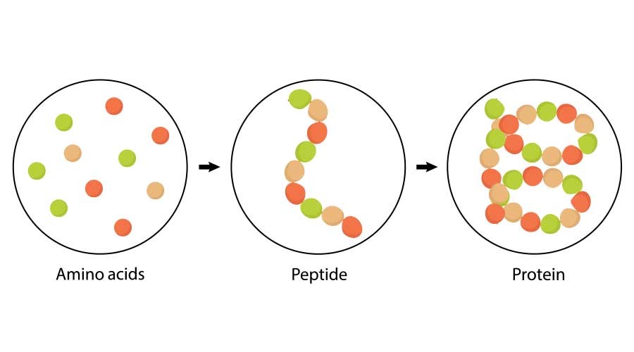 Peptide bản chất là một chuỗi dài các acid amin (hay còn gọi là Amino acid) với công dụng chính là sản sinh và tổng hợp protein