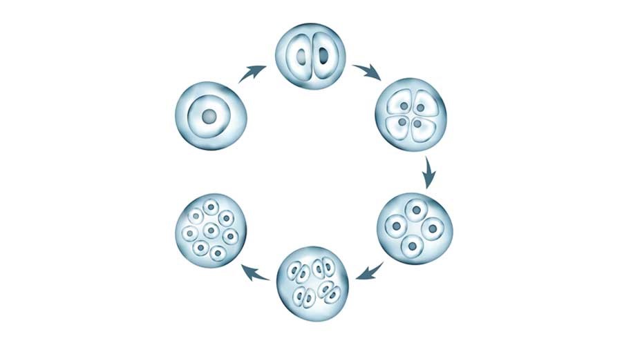 Tế bào gốc là loại tế bào đặc biệt có khả năng sản xuất và phát triển nhiều loại tế bào chuyên biệt khác nhau (*Ảnh minh họa)
