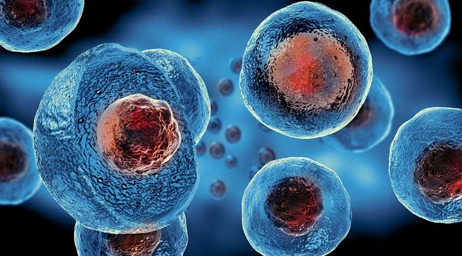 Tế bào gốc có 2 đặc tính chính là khả năng tự làm mới và khả năng biệt hóa