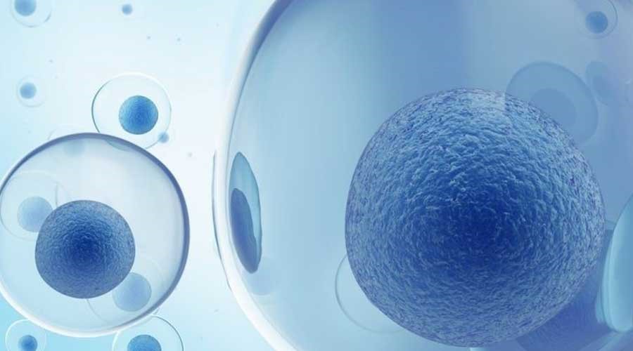 Tế bào gốc phôi là loại TBG được thu nhận từ khối tế bào bên trong của phôi nang