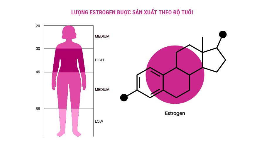 Estrogen chủ yếu được sinh ra ở buồng trứng vào độ tuổi dậy thì và sẽ suy giảm dần khi đến thời kỳ mãn kinh