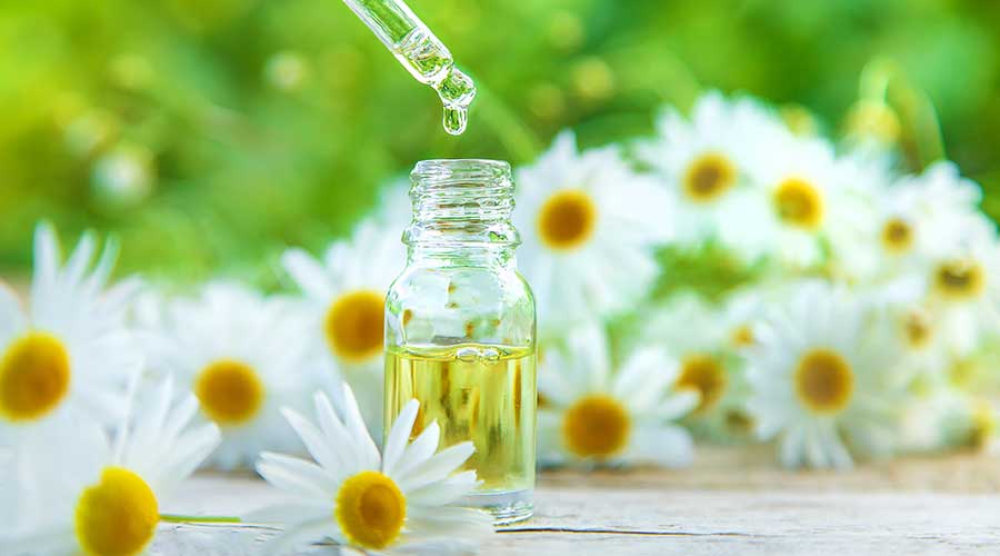 Chiết xuất hoa cúc Bellis có khả năng giúp chống oxy hóa và hỗ trợ hạn chế lão hóa da