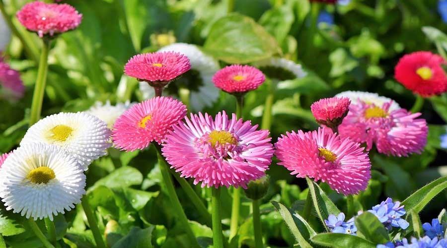 Hoa cúc Bellis thường có nhiều màu sắc khác nhau