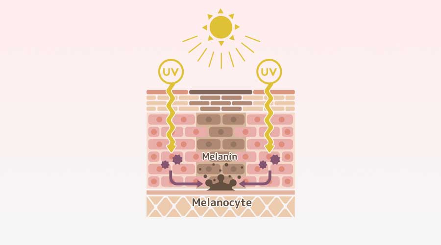 Melanin được hình thành bởi tế bào hắc tố Melanocytes để bảo vệ da khỏi các tác nhân gây hại từ bên ngoài như tia UV