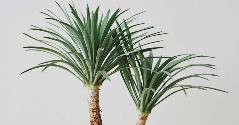 Cao huyết giác và ứng dụng trong Y học