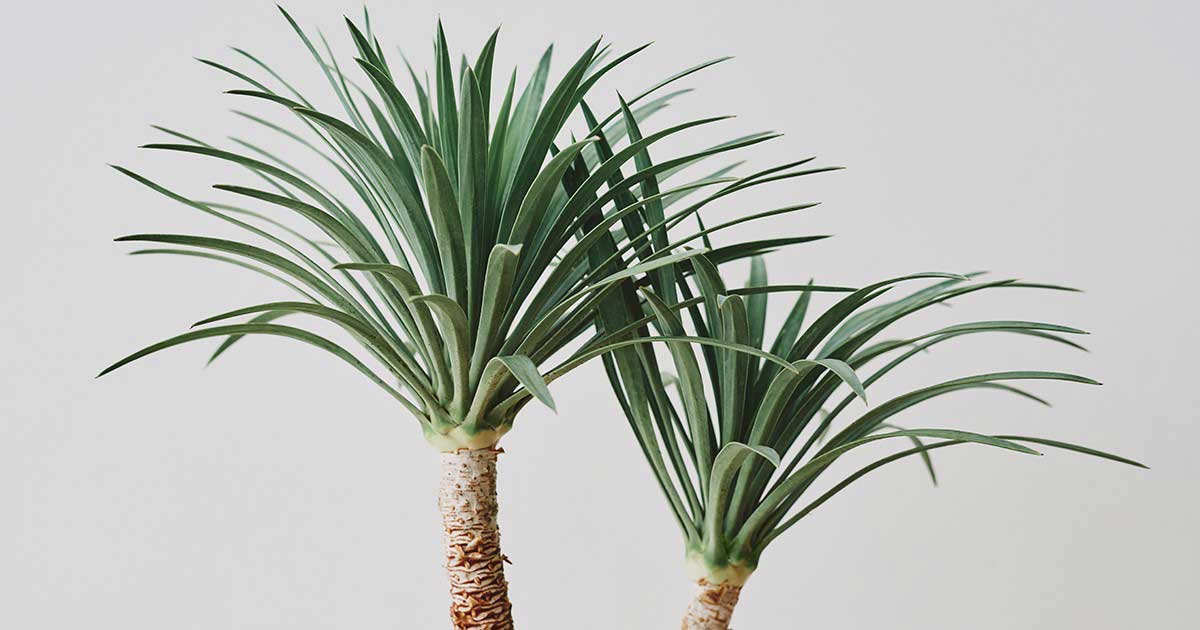 Cao huyết giác và ứng dụng trong Y học