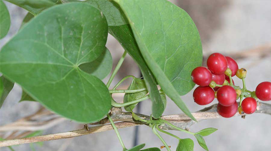 Dây đau xương là một dạng cây leo thân quấn có nốt sần mọc chủ yếu ở vùng nhiệt đới châu Á