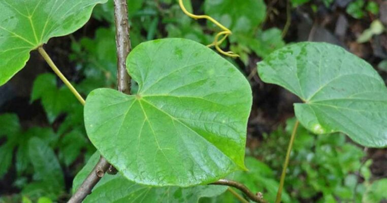 Dây đau xương - Thảo dược tốt cho người bị xương khớp