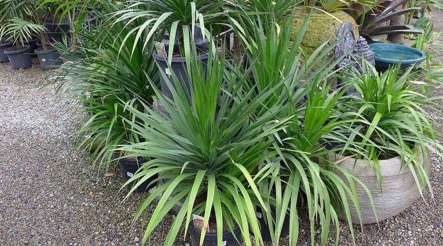 Huyết giác được xem như một vị thuốc có tác dụng hành khí, sinh cơ, hoạt huyết và chỉ huyết