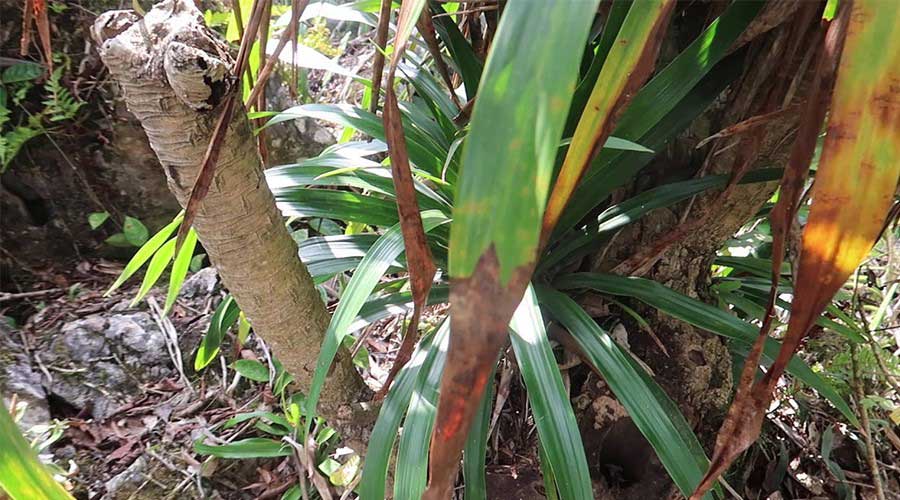 Phần thân cây mục đã khô của huyết giác có thể chiết xuất thành cao huyết giác