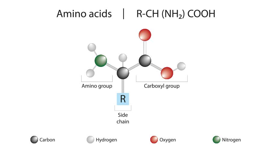 Amino acid hay Acid amin là các hợp chất hữu cơ cấu tạo nên Protein