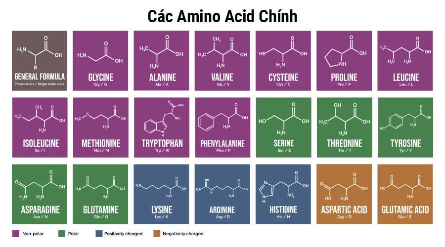 Có hơn 20 loại Amino acid chính được chia làm 2 nhóm thiết yếu và không thiết yếu