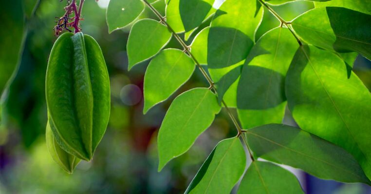 Dịch chiết lá khế - Dưỡng chất tự nhiên cho làn da khỏe đẹp