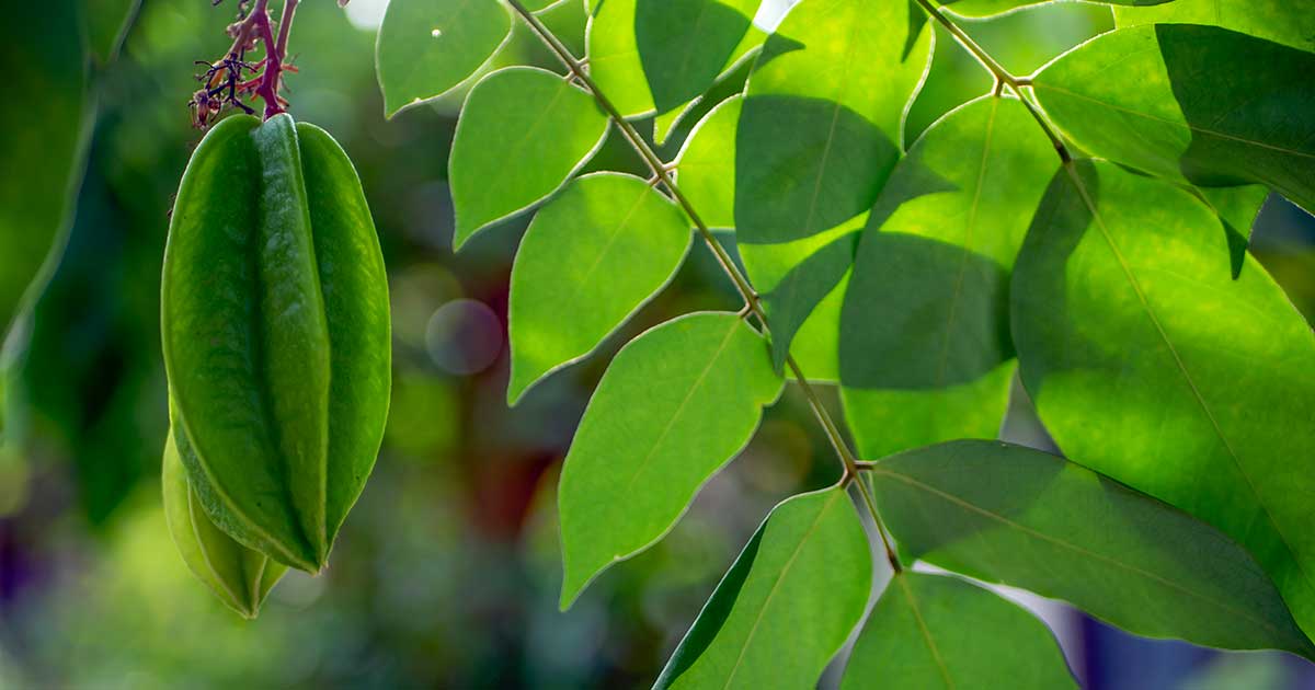 Dịch chiết lá khế - Dưỡng chất tự nhiên cho làn da khỏe đẹp