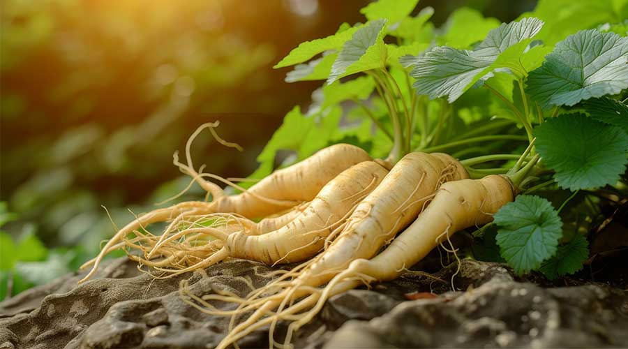 Nhân sâm là loại thảo dược quý mang lại nhiều lợi ích cho sức khỏe và sắc đẹp