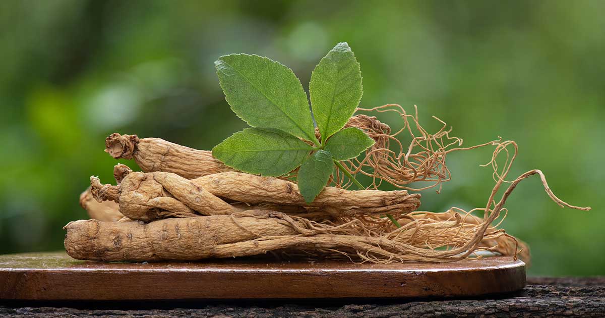 Nhân sâm và công dụng trong làm đẹp da