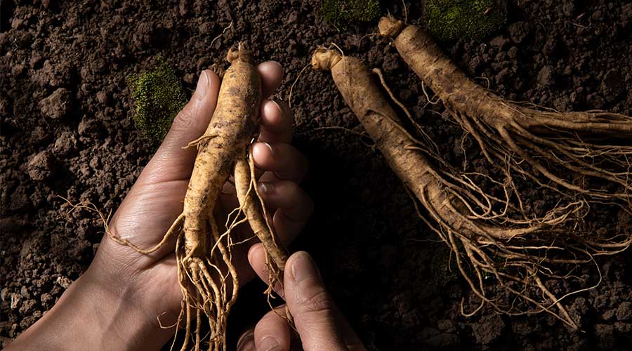 Tuy quý hiếm và mang nhiều tác động tốt cho cơ thể nhưng cũng không nên quá lạm dụng loại dược liệu này