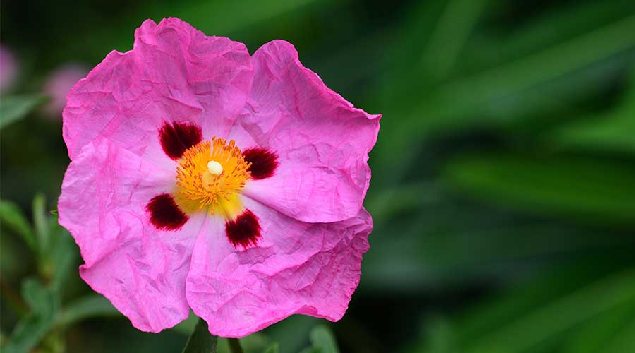 Các hoạt chất có trong chiết xuất hoa hồng đá giúp làm sáng da và ngăn mất ẩm, cho làn da khỏe mạnh hơn