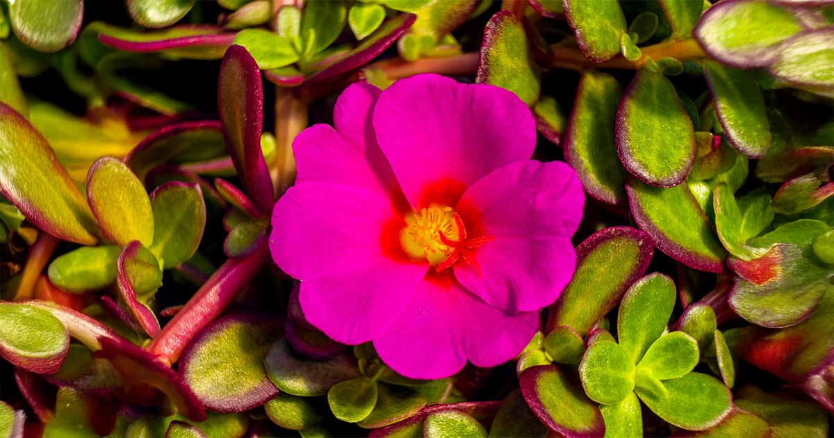 Chiết xuất hoa hồng đá - Chăm sóc làn da sáng khỏe, mịn màng