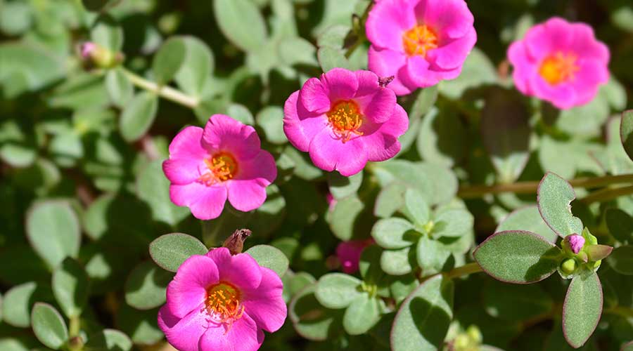 Hoa hồng đá thường có màu hồng phấn hoặc tím nhạt, mềm như cánh hồng nhưng lại bền bỉ như đá