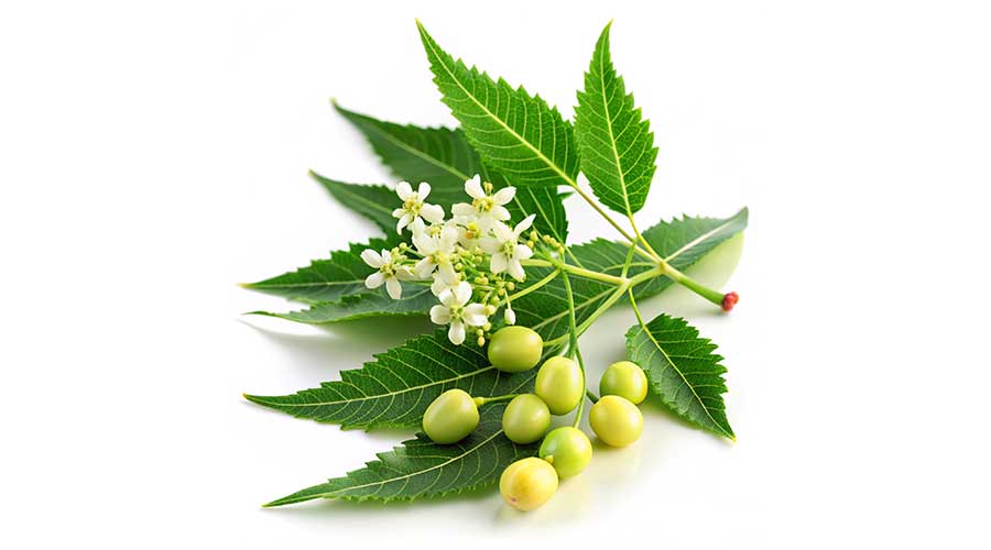 Neem là một loài cây thân gỗ có nguồn gốc từ Ấn Độ, tán rộng, lá kép, hoa nhỏ màu trắng và mùi thơm nhẹ